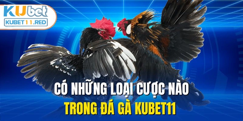 Có những loại cược nào trong đá gà KUBET11 