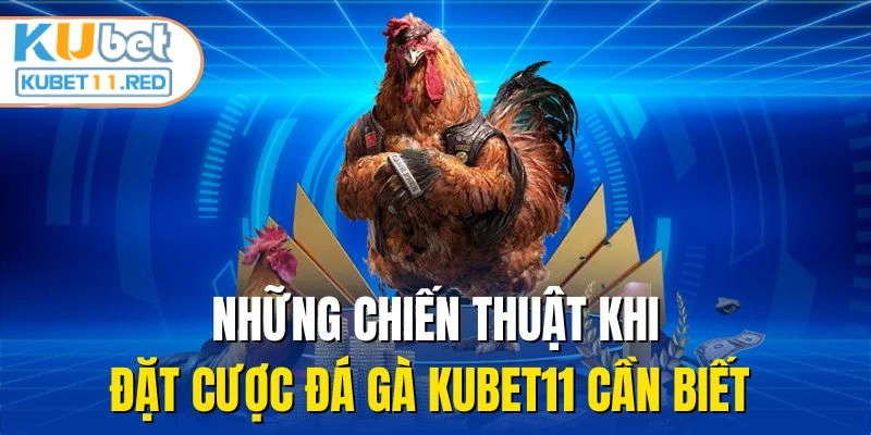 Những chiến thuật khi đặt cược đá gà KUBET11 cần biết 