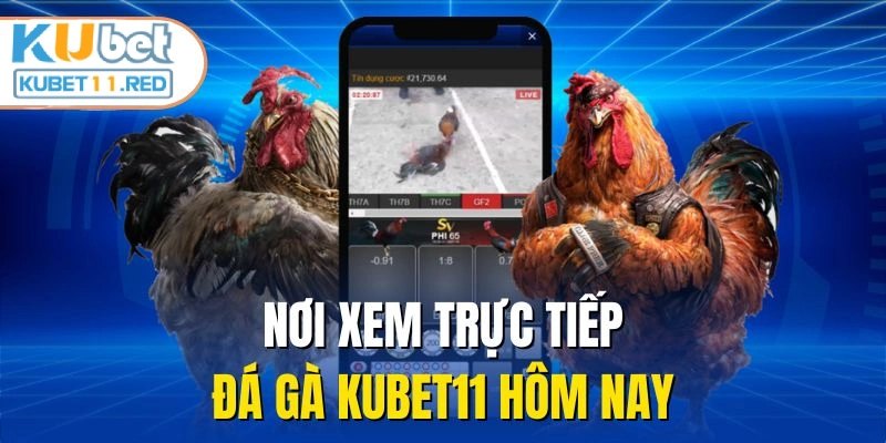 Nơi xem trực tiếp đá gà KUBET11 hôm nay